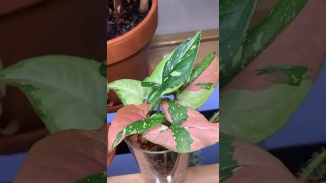 Syngonium 'Red Spot Tricolor' смотреть онлайн