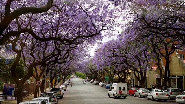 Jacaranda Tree, Pretoria in South Africa смотреть онлайн
