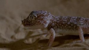 Чем опасны гекконы, некоторые нападения