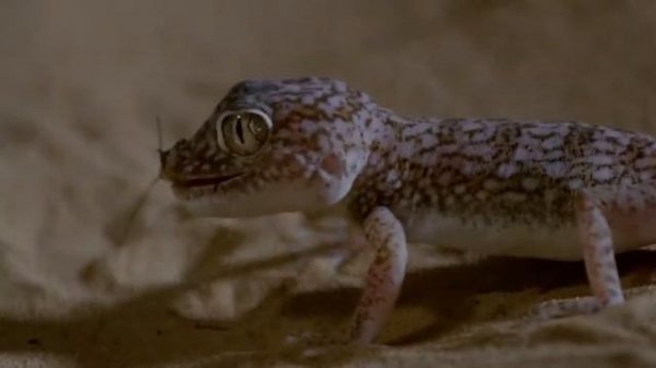 Чем опасны гекконы, некоторые нападения