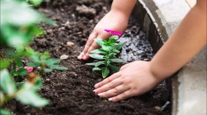 Старшая группа. Ознакомление с окружающим "Мир растений"