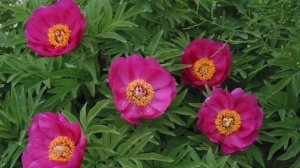 ПИОН  УКЛОНЯЮЩИЙСЯ  /  ЧУДО РАСТЕНИЕ /  ЧУДО КОРЕНЬ / ПОЛЕЗНЫЕ СВОЙСТВА   /   МАРЬИН КОРЕНЬ