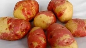 КАРТОФЕЛЬ ПИКАССО УРАЛЬСКИЙ ДАЧНИК