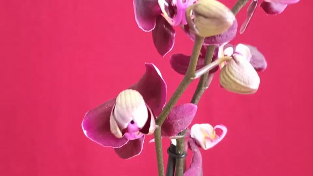 Debora восковая орхидея смотреть онлайн