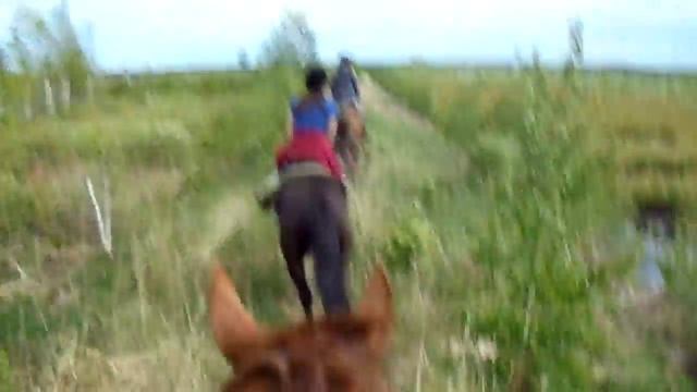 Ситники. Рысь по болотам. смотреть онлайн