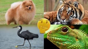 Развивающее видео для детей про животных | Угадай, где правильный ответ! | Выпуск 16