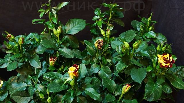 Timelapse Rose 4К. Simsalabim (Kordes) Как распускается роза Симсалабим смотреть онлайн