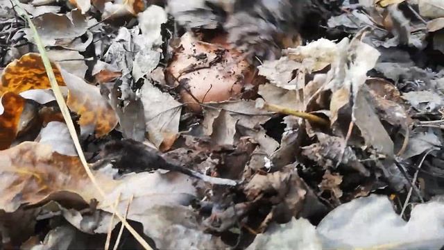 РЯДОВКА ТОПОЛЕВАЯ лат. Tricholoma Populinum. Собирать одно удовольствие!