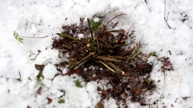 КУКЛЫ Беби Бон и Эльза ПОТЕРЯЛИСЬ и разожгли КОСТЕР С Любимыми не расставайтесь смотреть онлайн