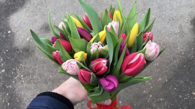 Голландские тюльпаны смотреть онлайн