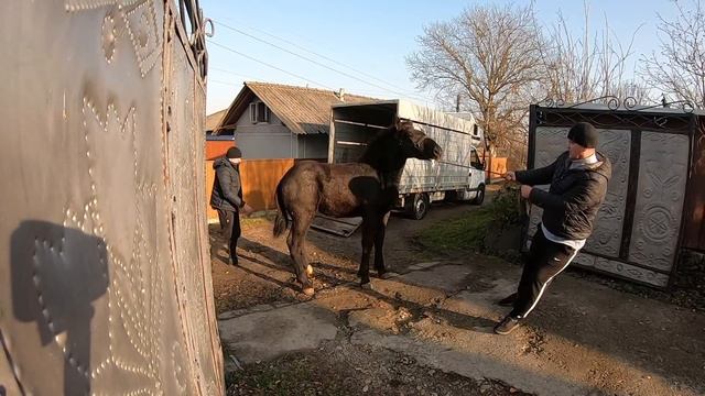 НОВА ПОКУПКА/КОНІ ВАГОВОЗИ/ КОНІ В УКРАЇНІ смотреть онлайн