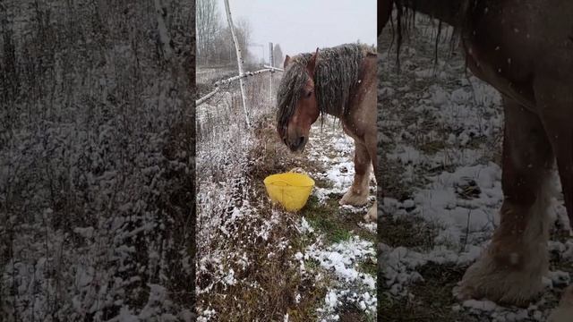 Лучшее лакомство для лошади #shorts #лошади #тяжеловоз смотреть онлайн