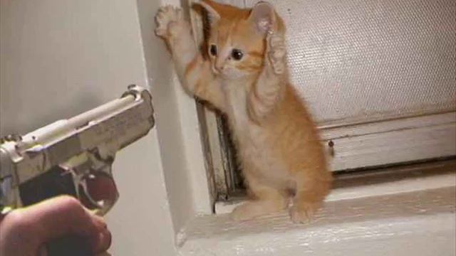 The Many Moods of Kitty Cats смотреть онлайн