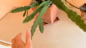 лесной кактус эпифиллум. Уход.