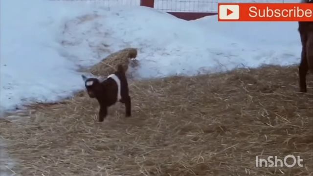 Смешные козлы и козлята. прикол смех до слезы смотреть онлайн