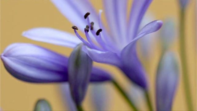 Martin Berteau: Op. 1 n. 6 - Trio sonata for 2 violoncellos & b.c. in E minor / Ensemble Concerto смотреть онлайн