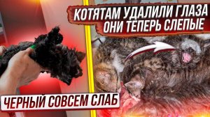 Удалили котятам с подвала глаза. Черному совсем плохо. Выживет ли? Лакомке совсем закончили лечение.