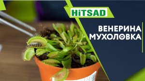 ВЕНЕРИНА МУХОЛОВКА ИЛИ ДИОНЕЯ ✔️ УХОД ЗА ХИЩНЫМ РАСТЕНИЕМ ✔️ Кормим мухоловку