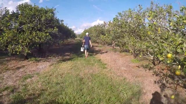Собираем цитрусовые фрукты на ферме | Флорида, США смотреть онлайн