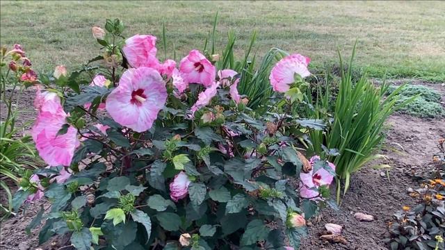 Summerific Spinderella Hibiscus | Garden Crossings смотреть онлайн