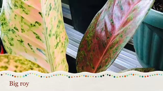 Aglaonema смотреть онлайн