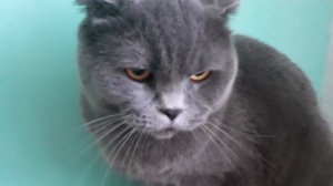 ЗЛОЙ БРИТАНСКИЙ КОТ, ДЕРЁТСЯ, ШИПИТ / НАСТОЯЩИЙ БОКСЕР? / смешные животные 2021