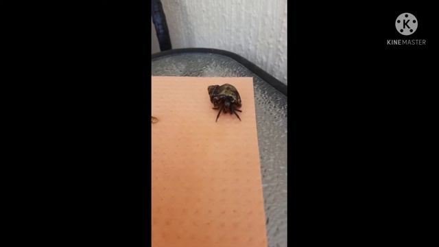 рак-отшельник в Чёрном море смотреть онлайн