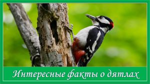 Интересные факты о дятлах