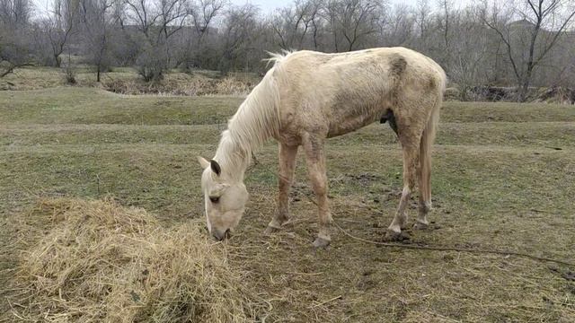 Ожеребилась Жёлтая кобыла. Обменял Пирата на Goldy. The Yellow Mare. Traded the Pirate for Goldy. смотреть онлайн