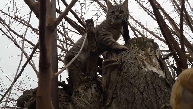 утилизация выбраковка цыплят 2 недели смотреть онлайн