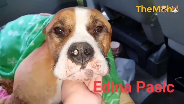 He was dumped in the forest with huge tumor...cold, alone and sadness waiting for his end in agony. смотреть онлайн