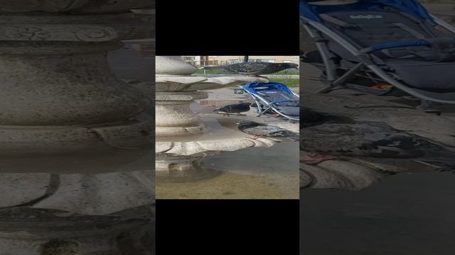 Голуби рады что в фонтане появилась вода. смотреть онлайн