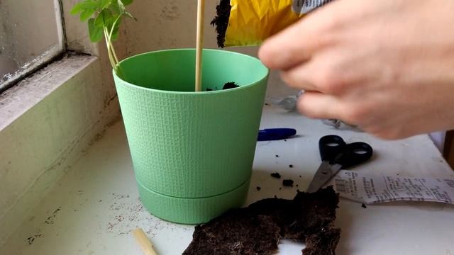 Пересадка лианы Ипомея ©Прес смотреть онлайн