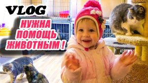 Влог: Спасаем животных! Едем в приют кошечек и собачек