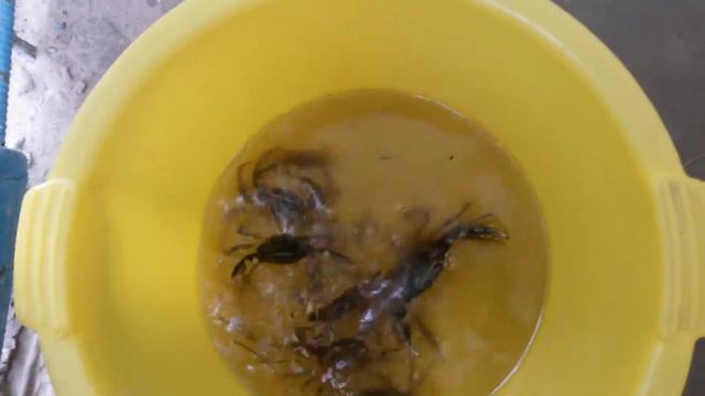 Злые крабы в Лазурном. смотреть онлайн