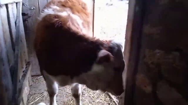 Перетаскиваю зерно. Куры с зелёными яйцами. Непонятная погода?️#Бездеревнинемогу смотреть онлайн