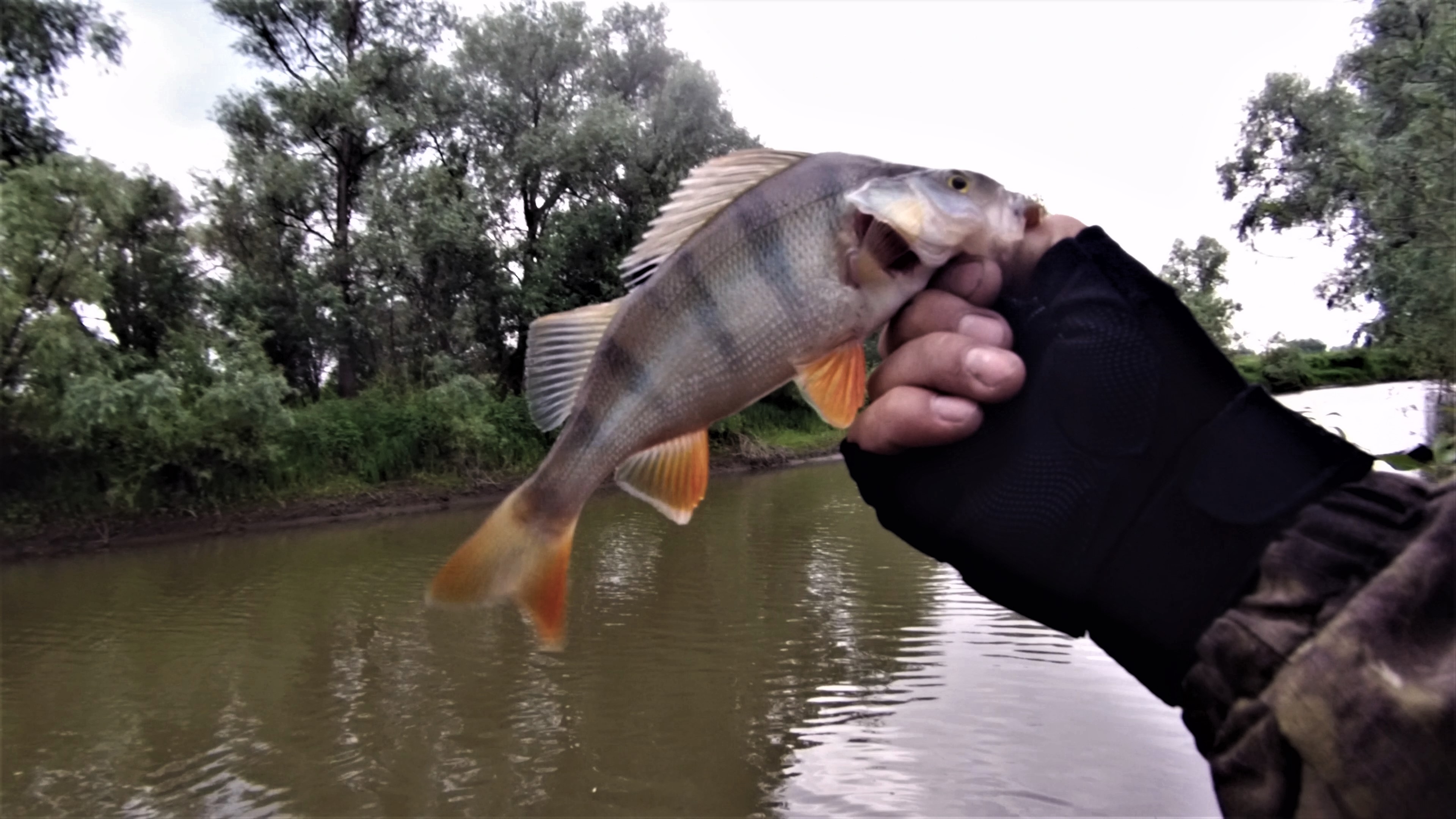 ЖИВОПИСНАЯ РЕЧКА СО ЗЛЫМИ ОКУНЯМИ ловлю окуня на тейл-спиннер и отводной поводок смотреть онлайн