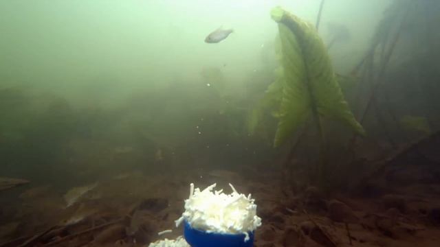 Плавленный сыр ДРУЖБА на дне реки! Подводная съемка