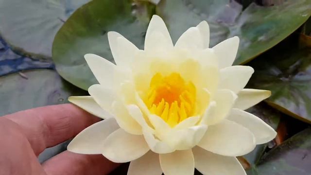 Нимфея Denver (nymphaea Denver)