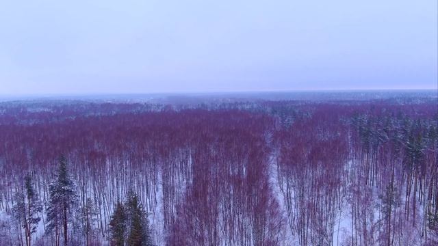 AUTEL EVO 2 PRO "ПЕРВЫЙ ЗИМНИЙ ПОЛЁТ В ЛЕСУ" смотреть онлайн