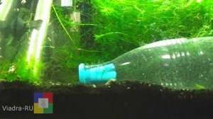 Как уменьшить количество улиток в аквариуме #самодельная ловушка своими руками#