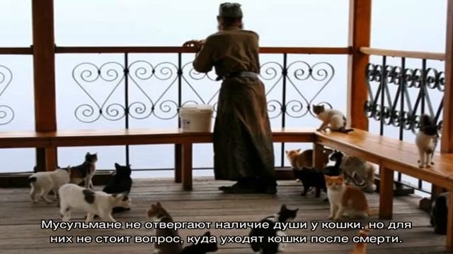 Что происходит с котом после смерти: куда уходит их душа смотреть онлайн