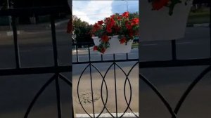 ??Красота спасет мир