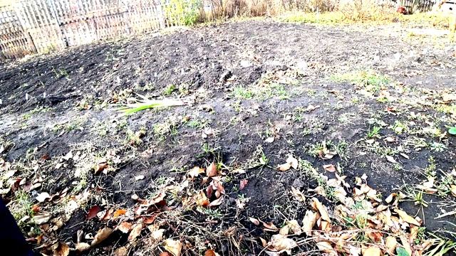 уход и размножение гладиолусов