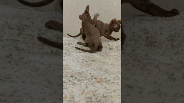 Циннамон новый котик , Sale смотреть онлайн