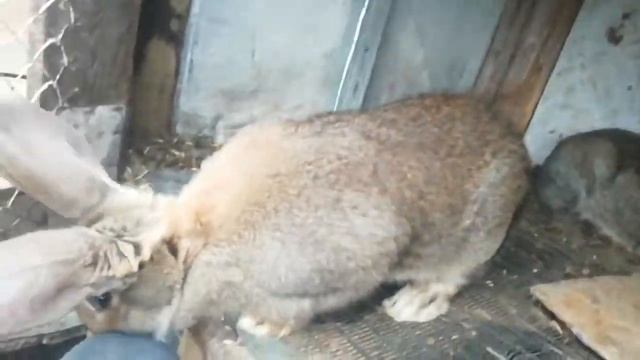 Кролики фландр. Описание породы смотреть онлайн