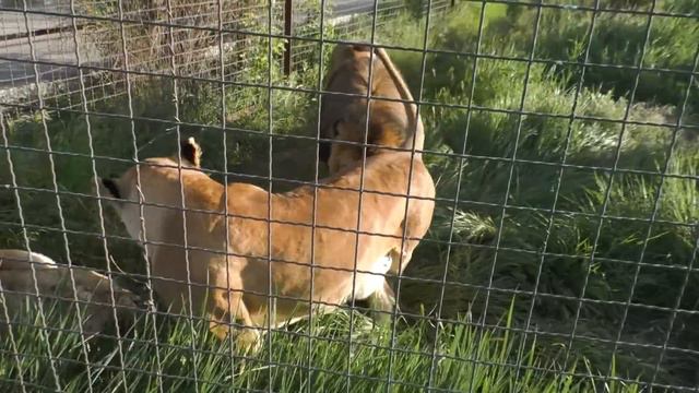 Наказание за НЕПОДРАЖАНИЕ! Львица преподала урок! Тайган смотреть онлайн