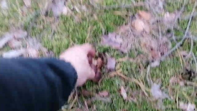 1000000 МИЛЛИОНЫ ГРИБОВ В ПОЛЬШЕ. смотреть онлайн