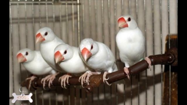 Белые амадины Виктор Драгунский читает Павел Беседин смотреть онлайн