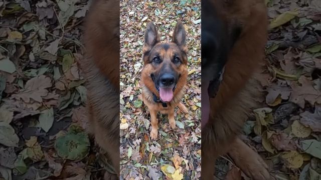 Собака лает беззвучно смотреть онлайн